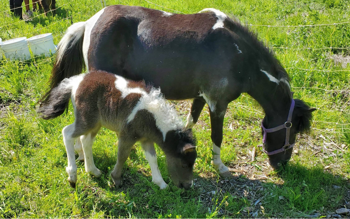 A New Foal at the Farm