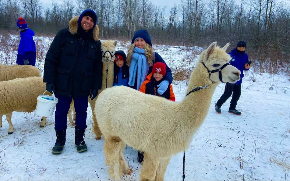 Alpacas